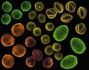 Colorful microscopic pollen grains in various shapes and sizes.